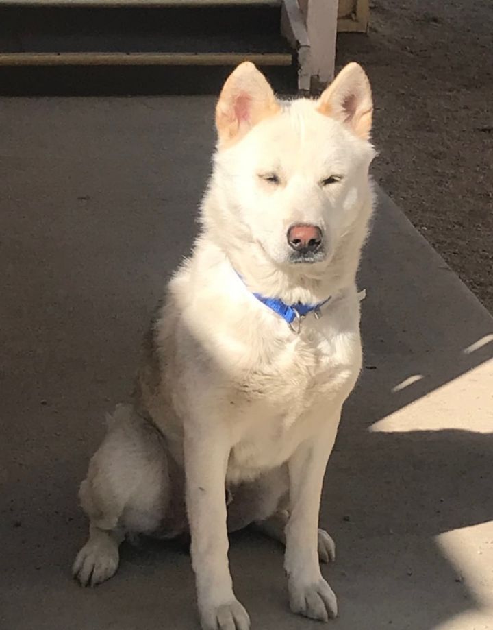 Handsome, an adoptable Jindo & Siberian Husky Mix in Palmdale, CA_image-1