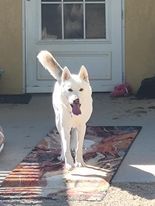 Handsome, an adopted Jindo & Siberian Husky Mix in Palmdale, CA_image-1