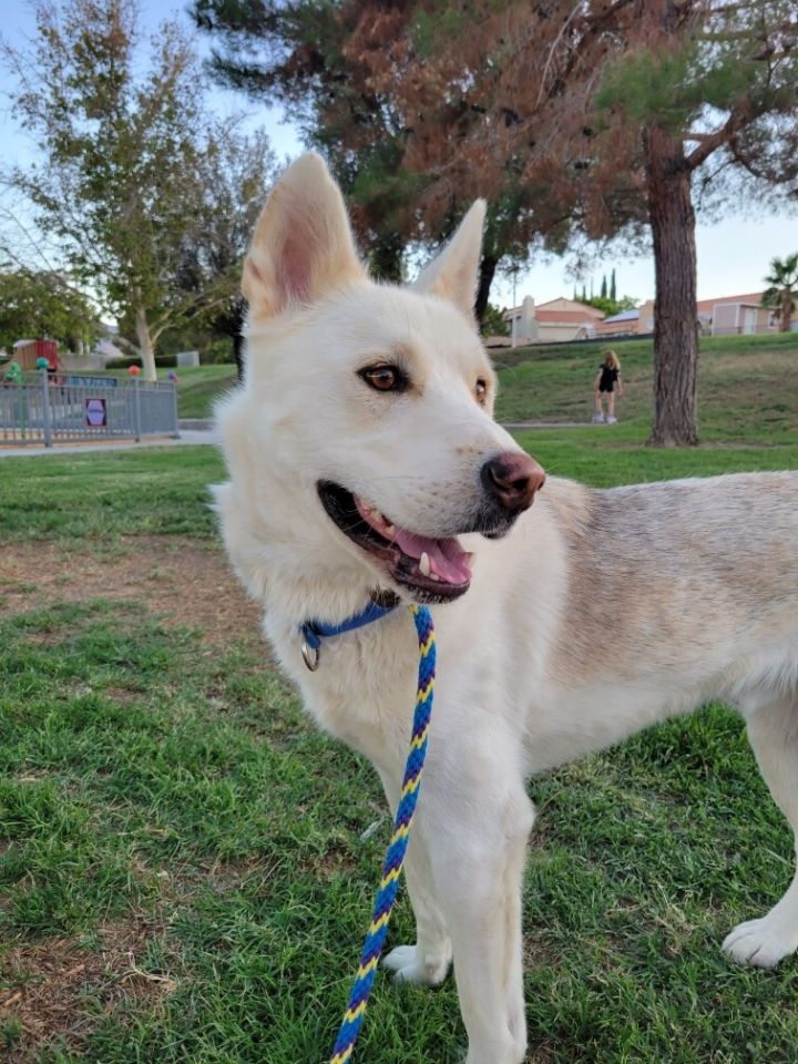 Handsome, an adoptable Jindo & Siberian Husky Mix in Palmdale, CA_image-6