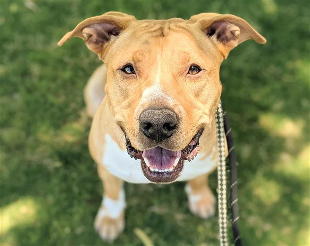 AJAX (AKA POWERS), an adoptable American Staffordshire Terrier in Tucson, AZ, 85745 | Photo Image 1