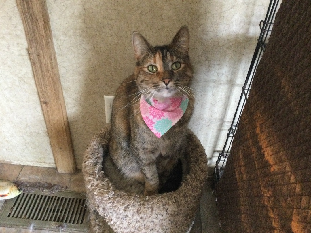 Hankie Frankie, an adoptable Domestic Short Hair, Tabby in La Salle, IL, 61301 | Photo Image 1