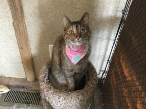 Hankie Frankie, Adult Female Domestic Short Hair