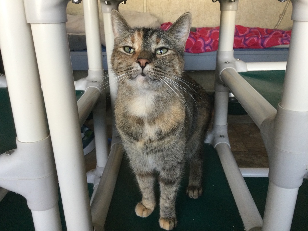Hankie Frankie, an adoptable Domestic Short Hair, Tabby in La Salle, IL, 61301 | Photo Image 3