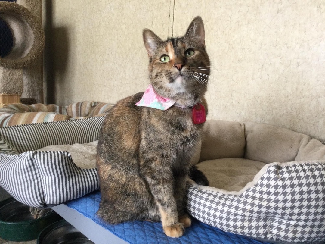 Hankie Frankie, an adoptable Domestic Short Hair, Tabby in La Salle, IL, 61301 | Photo Image 4