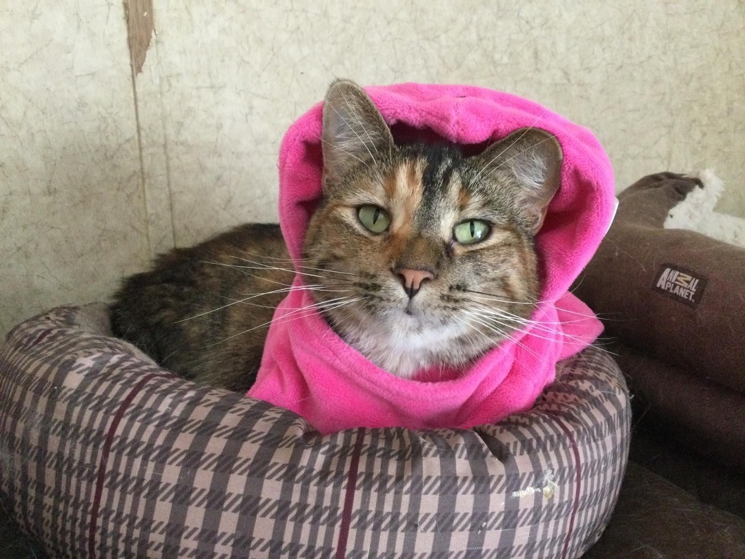 Hankie Frankie, an adoptable Domestic Short Hair, Tabby in La Salle, IL, 61301 | Photo Image 5