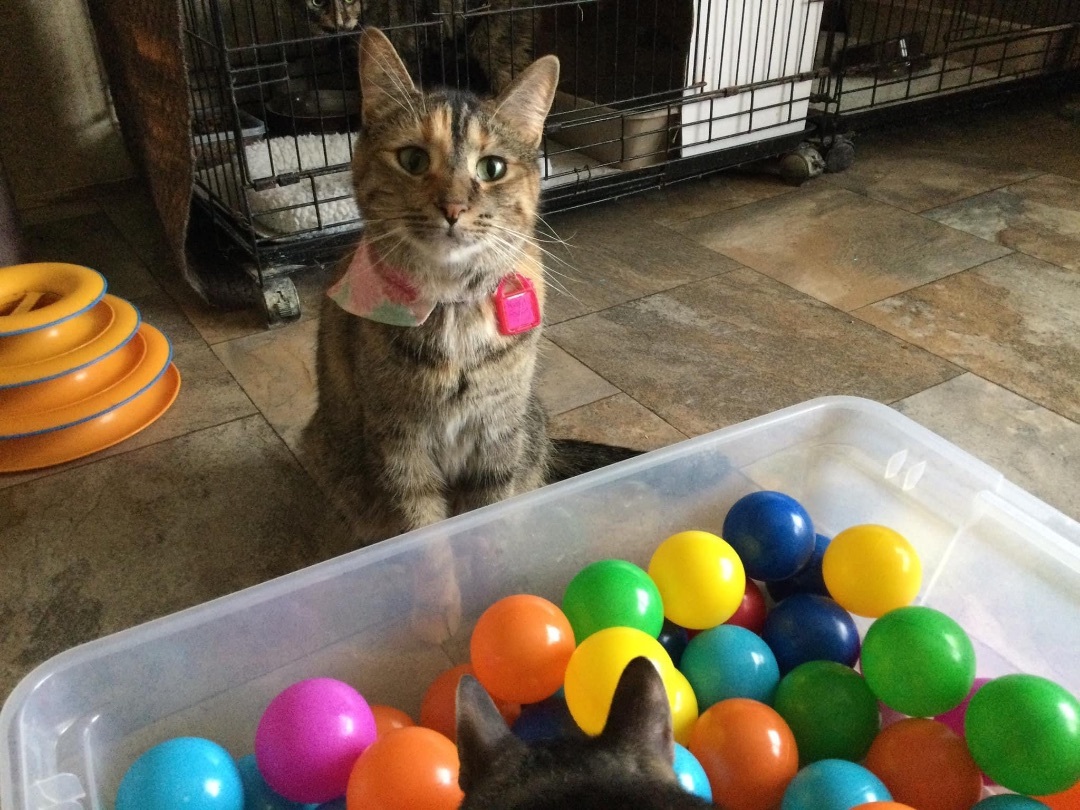 Hankie Frankie, an adoptable Domestic Short Hair, Tabby in La Salle, IL, 61301 | Photo Image 6