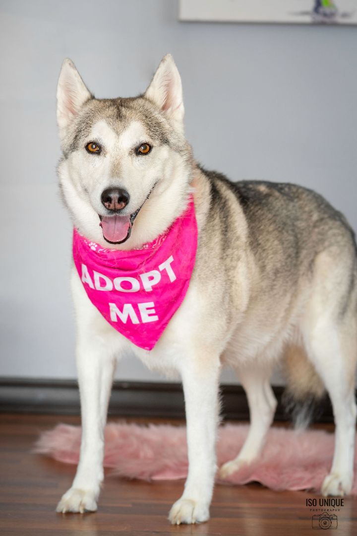 Kiwi, an adoptable Siberian Husky in Green Bay, WI, 54313 | Photo Image 3