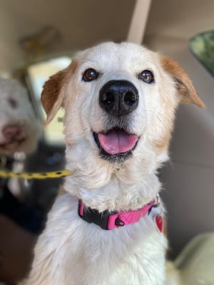 Hi Im Brenda  Nice to meet you Im a 10-11 year old 30 lb retriever Border collieMaybe whippet