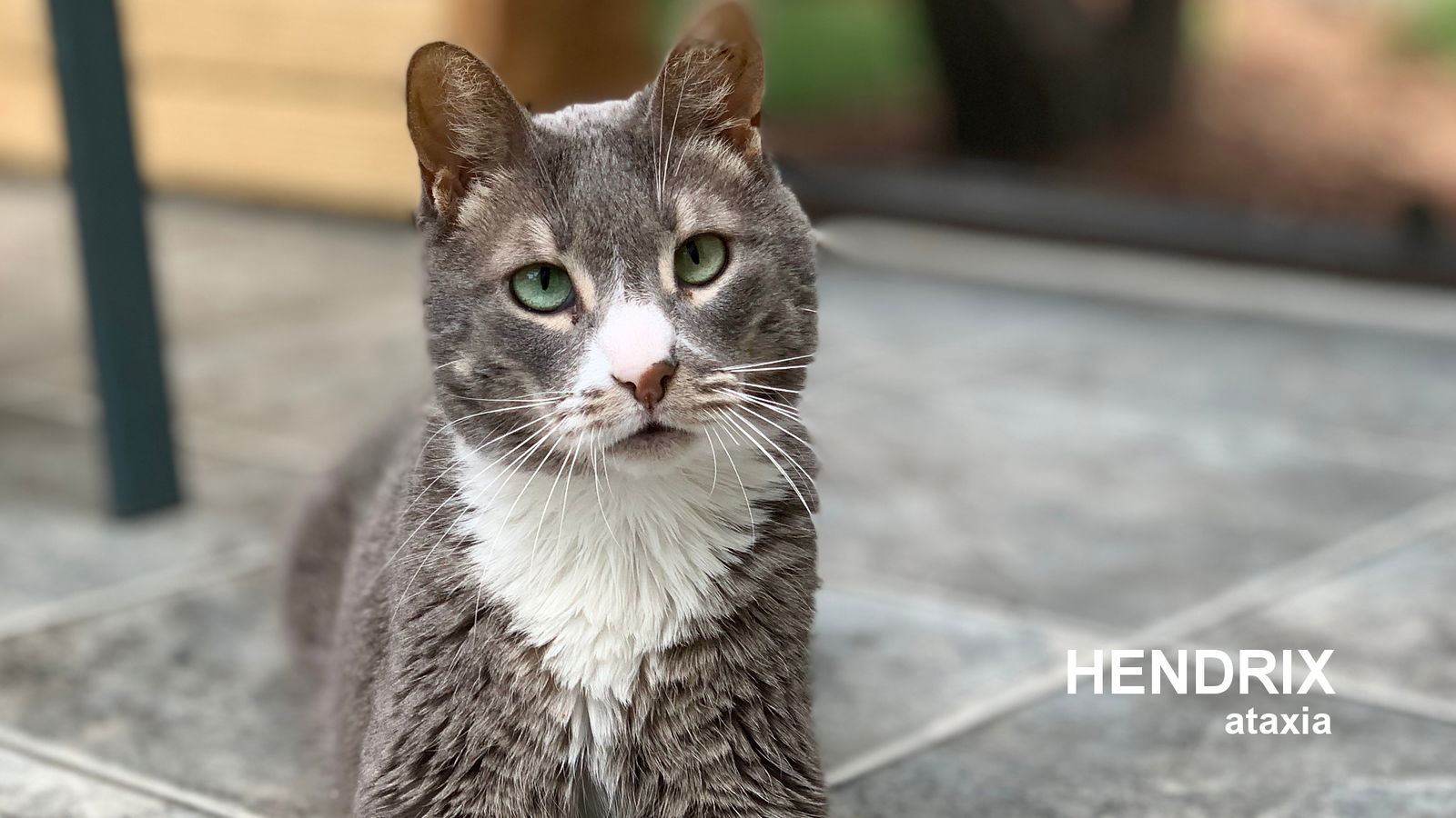 Hendrix, an adoptable Domestic Short Hair in Santa Rosa, CA, 95404 | Photo Image 1