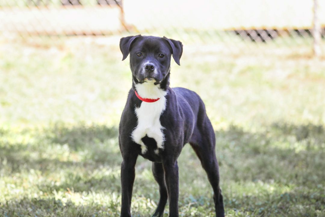 Karma, an adoptable Terrier, American Staffordshire Terrier in Camp Hill, AL, 36850 | Photo Image 2