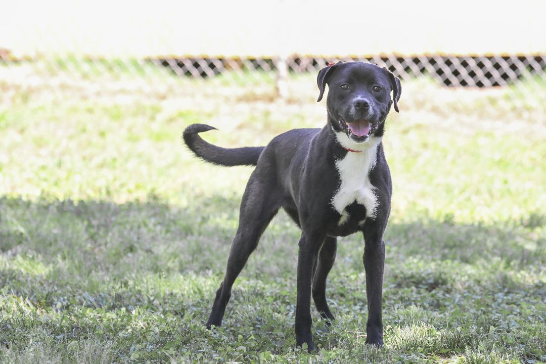 Karma, an adoptable Terrier, American Staffordshire Terrier in Camp Hill, AL, 36850 | Photo Image 3