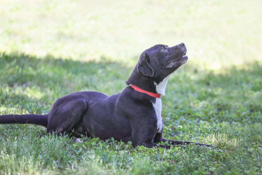 Karma, an adoptable Terrier, American Staffordshire Terrier in Camp Hill, AL, 36850 | Photo Image 4