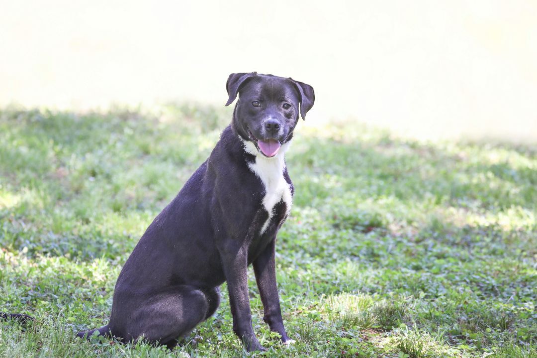 Karma, an adoptable Terrier, American Staffordshire Terrier in Camp Hill, AL, 36850 | Photo Image 5