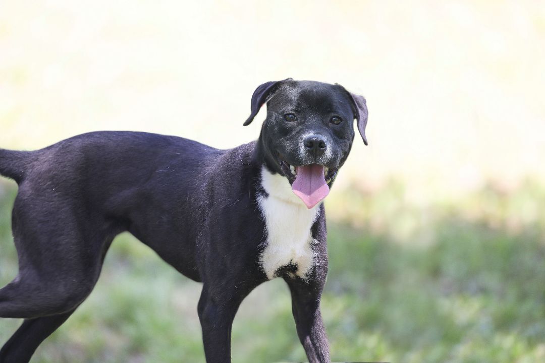 Karma, an adoptable Terrier, American Staffordshire Terrier in Camp Hill, AL, 36850 | Photo Image 6