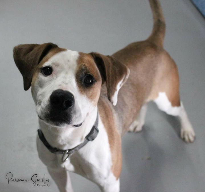 Tulip, an adopted Beagle & Jack Russell Terrier Mix in Horseheads, NY_image-2