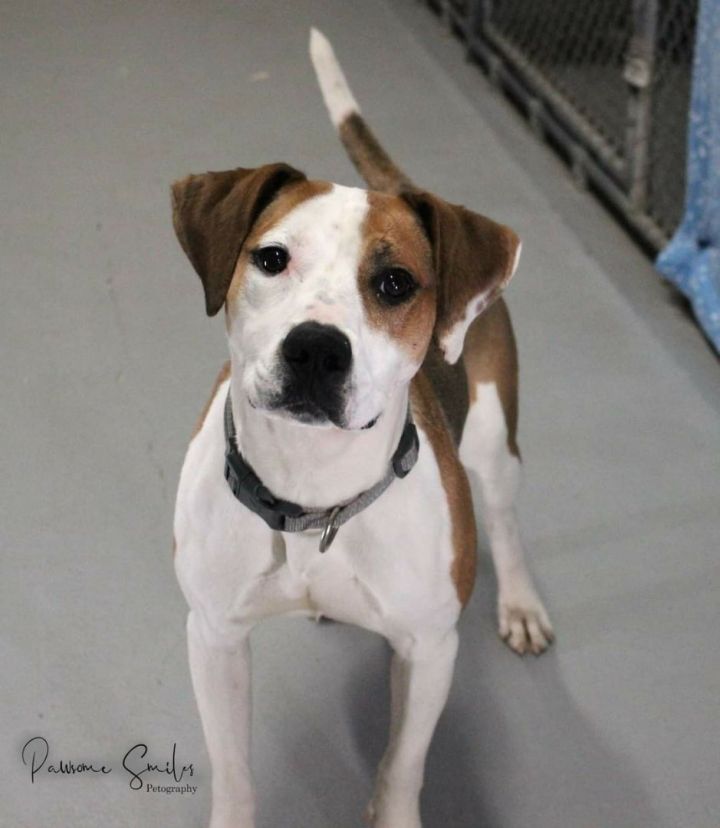 Tulip, an adopted Beagle & Jack Russell Terrier Mix in Horseheads, NY_image-3