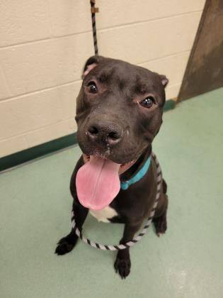 Summit, an adoptable Pit Bull Terrier, Retriever in Williamsport, PA, 17701 | Photo Image 3