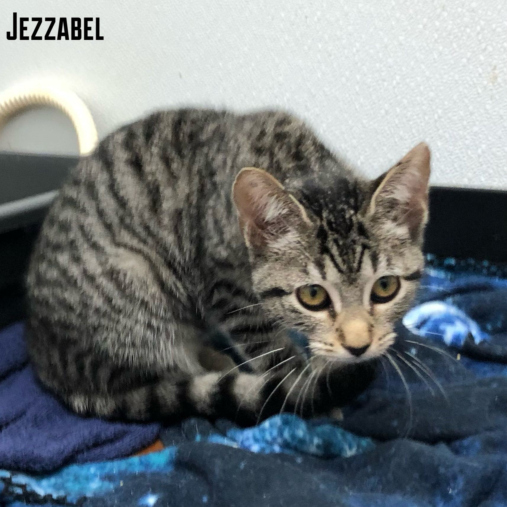 Jezzabel, an adoptable Domestic Short Hair, Tabby in Jackson, MS, 39206 | Photo Image 1
