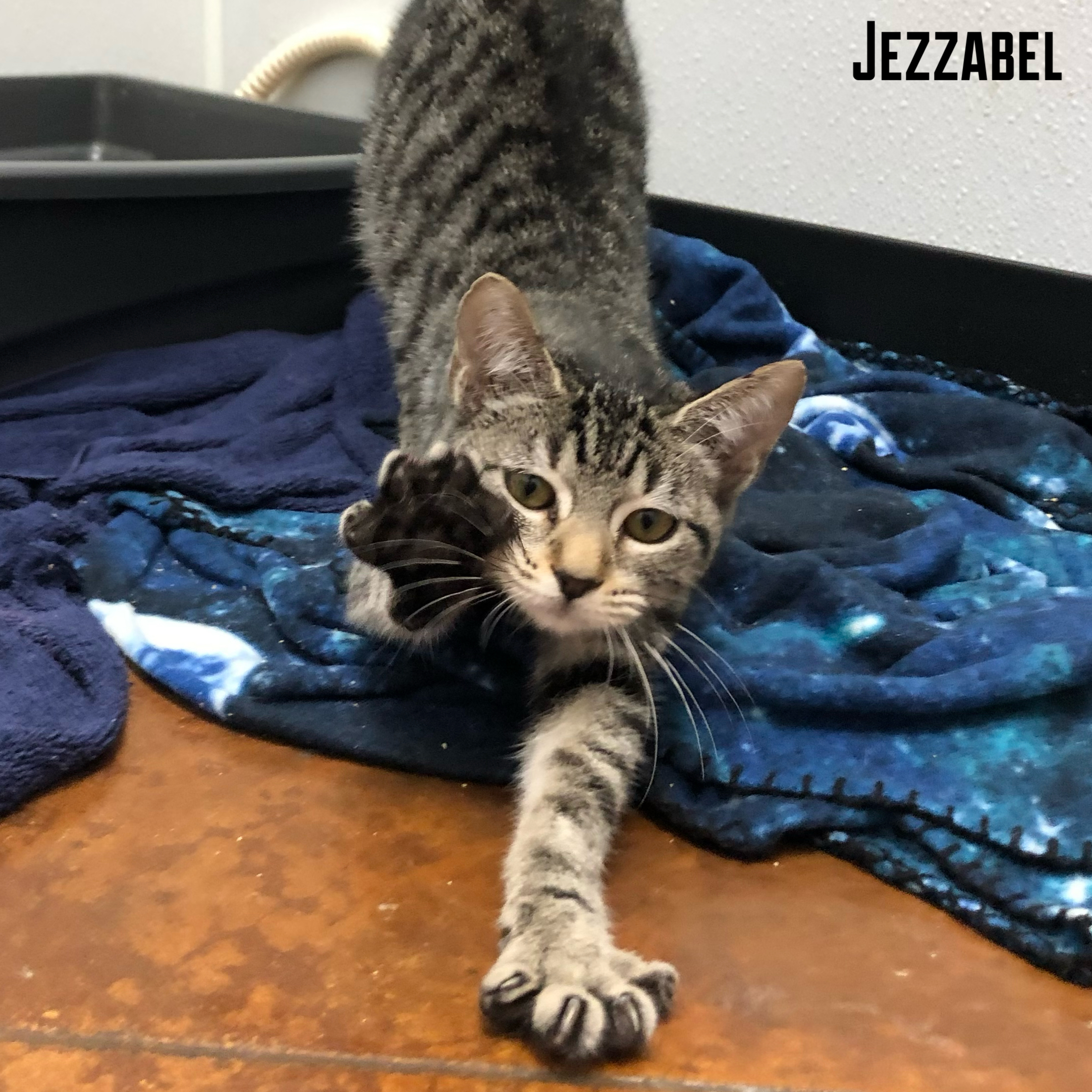 Jezzabel, an adoptable Domestic Short Hair, Tabby in Jackson, MS, 39206 | Photo Image 2