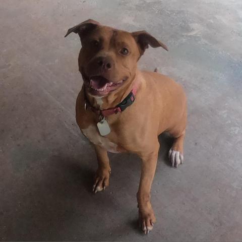 Luna LuvPit, an adoptable American Staffordshire Terrier in Newport, TN, 37821 | Photo Image 1