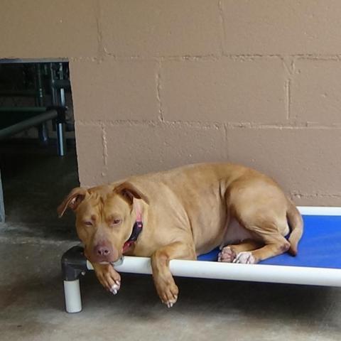 Luna LuvPit, an adoptable American Staffordshire Terrier in Newport, TN, 37821 | Photo Image 2