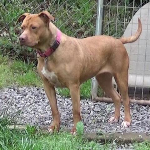 Luna LuvPit, an adoptable American Staffordshire Terrier in Newport, TN, 37821 | Photo Image 3