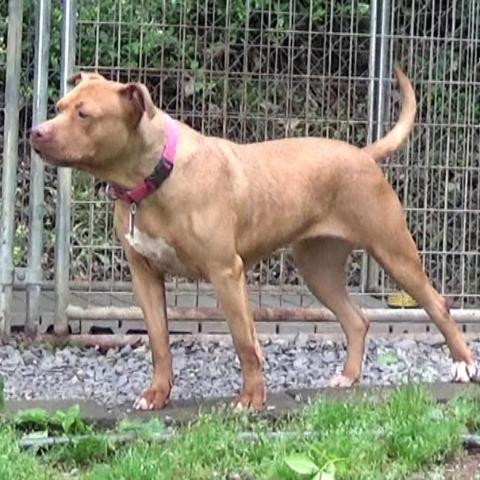Luna LuvPit, an adoptable American Staffordshire Terrier in Newport, TN, 37821 | Photo Image 4