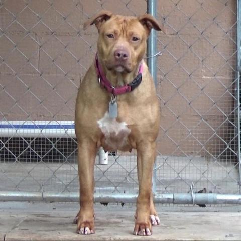 Luna LuvPit, an adoptable American Staffordshire Terrier in Newport, TN, 37821 | Photo Image 5