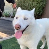 Maya is a sweet and shy young husky born around Sept 2019 Shes white with light blue eyes Maya i