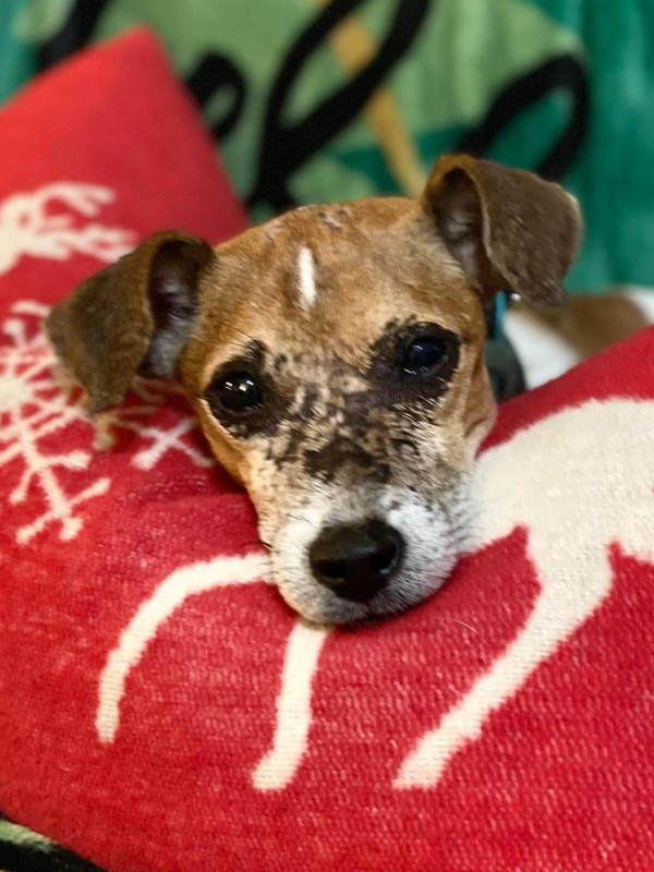 Tito~, an adoptable Jack Russell Terrier in Columbia, TN, 38401 | Photo Image 1