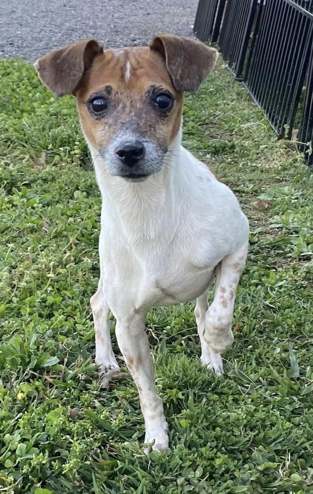 Tito~, an adoptable Jack Russell Terrier in Columbia, TN, 38401 | Photo Image 3