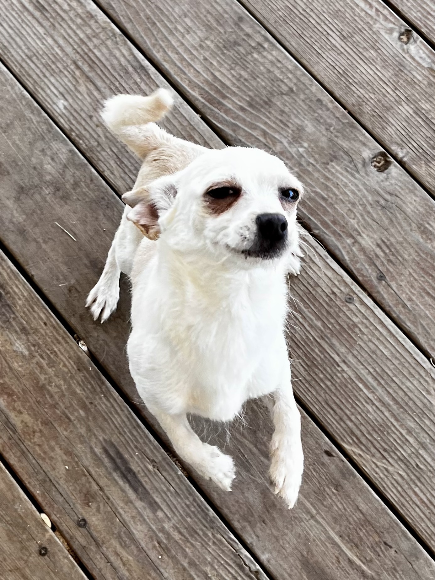 Louie, an adoptable Chihuahua, Terrier in Bakersfield, CA, 93306 | Photo Image 2