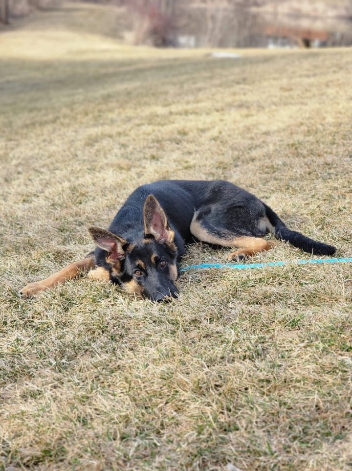 Pierre , an adoptable German Shepherd Dog in Chicago, IL_image-6