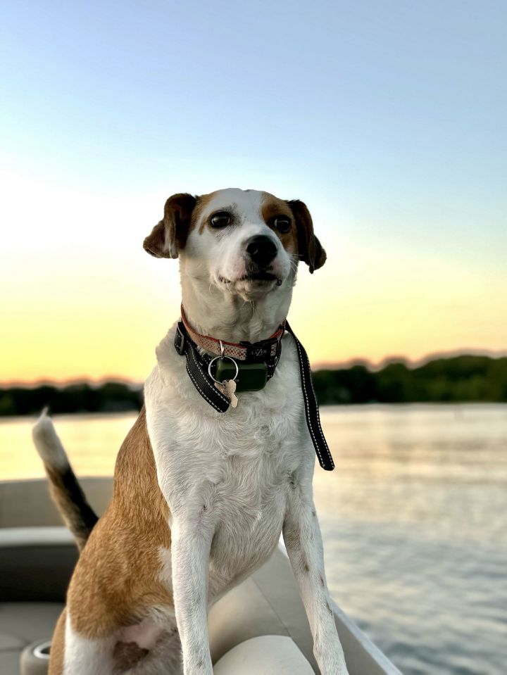 Terrier mix 2024 with beagle