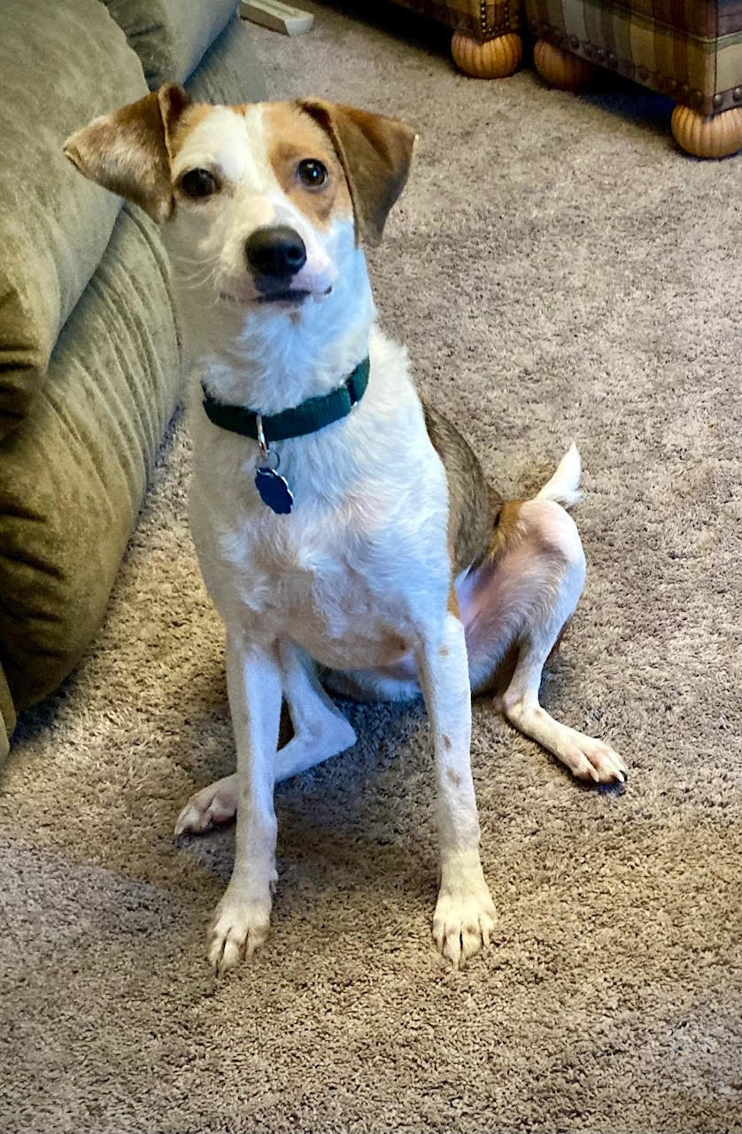 Bailey, an adoptable Rat Terrier, Beagle in Crystal, MN, 55428 | Photo Image 1