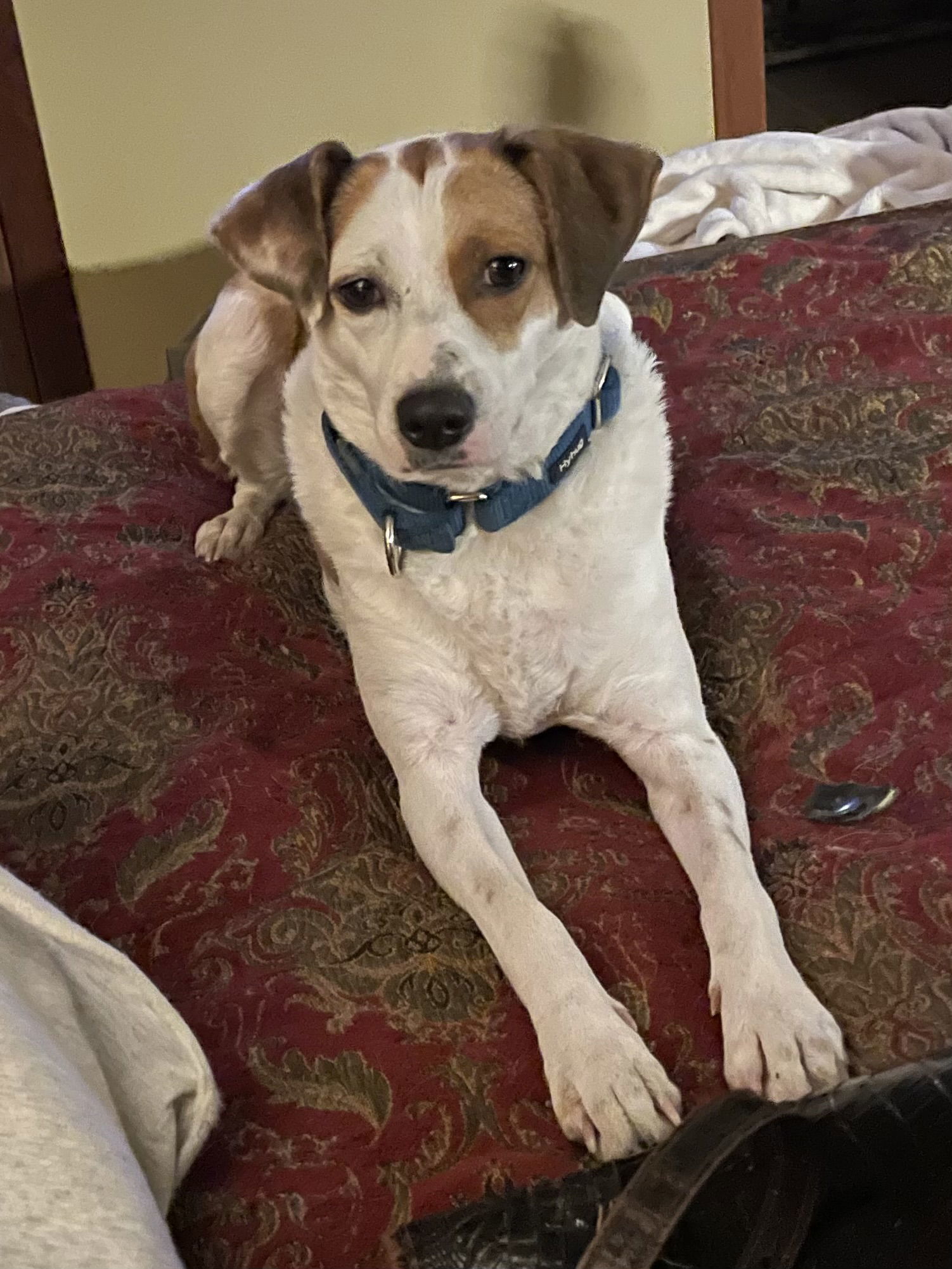 Bailey, an adoptable Rat Terrier, Beagle in Crystal, MN, 55428 | Photo Image 2