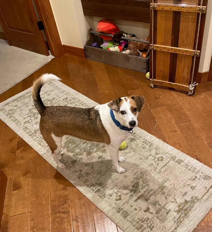 Bailey, an adoptable Rat Terrier, Beagle in Crystal, MN, 55428 | Photo Image 3