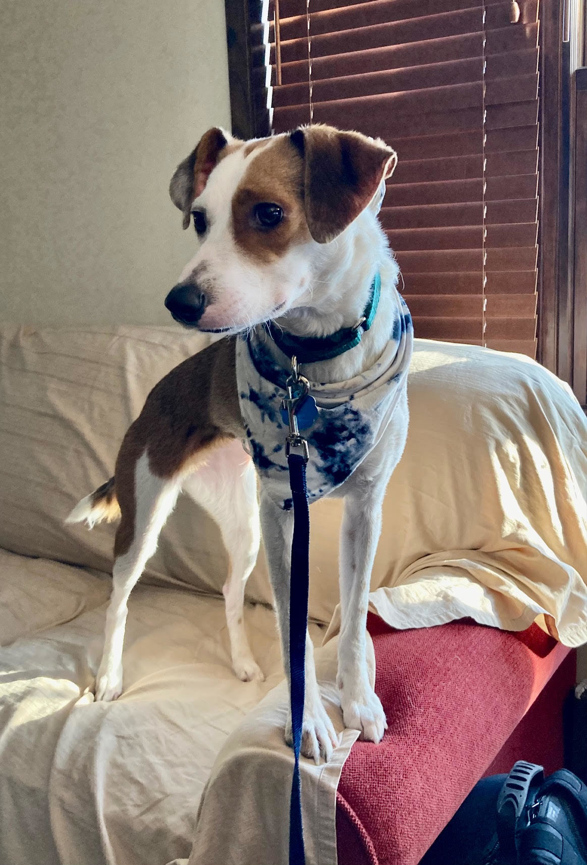 Bailey, an adoptable Rat Terrier, Beagle in Crystal, MN, 55428 | Photo Image 3