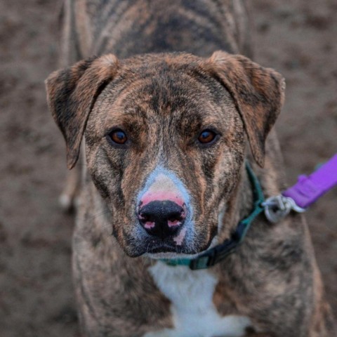 Yukon, an adoptable American Staffordshire Terrier in Benton City, WA, 99320 | Photo Image 1