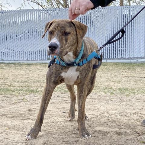 Yukon, an adoptable American Staffordshire Terrier in Benton City, WA, 99320 | Photo Image 2