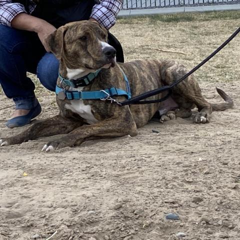 Yukon, an adoptable American Staffordshire Terrier in Benton City, WA, 99320 | Photo Image 3