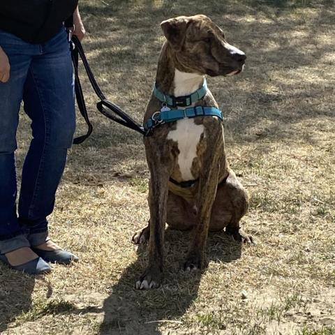 Yukon, an adoptable American Staffordshire Terrier in Benton City, WA, 99320 | Photo Image 3