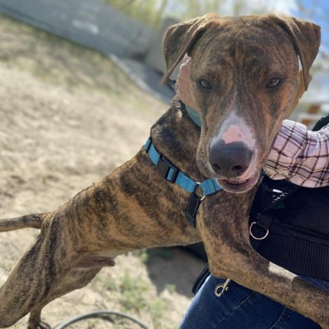 Yukon, an adoptable American Staffordshire Terrier in Benton City, WA, 99320 | Photo Image 4