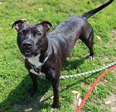 WILLOW- Needs a foster/forever home!, an adoptable Terrier in Birmingham, MI, 48012 | Photo Image 5