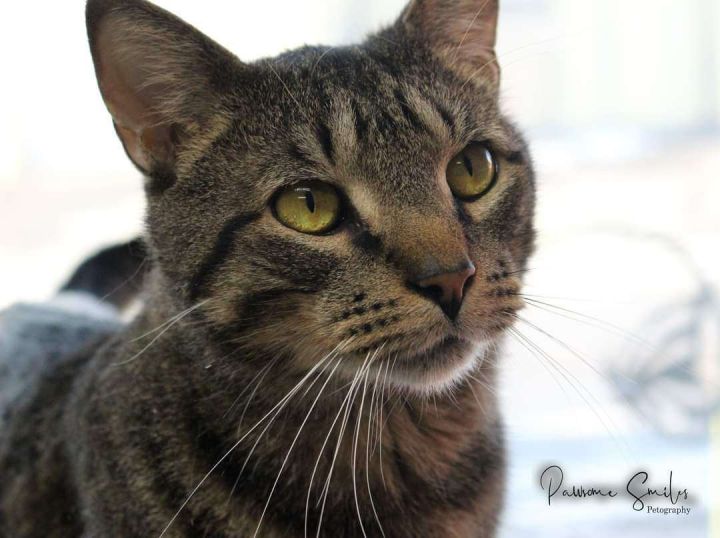 Bruno, an adopted Domestic Short Hair in Horseheads, NY_image-2
