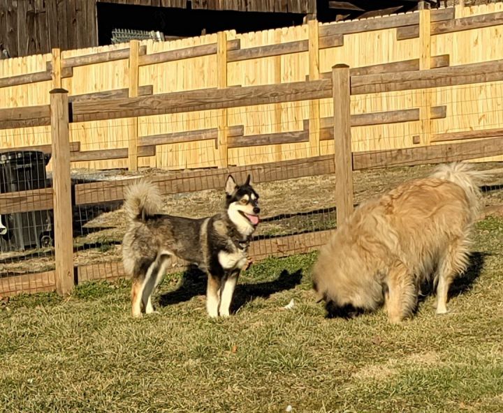 Fedora, an adoptable Alaskan Malamute & Siberian Husky Mix in Gettysburg, PA_image-3