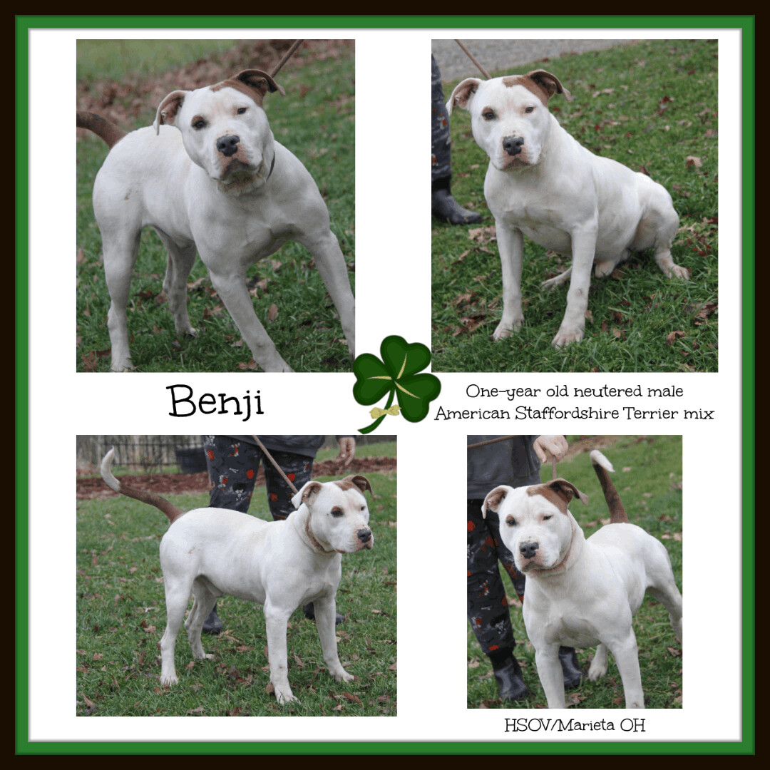 Benji (Neutered)