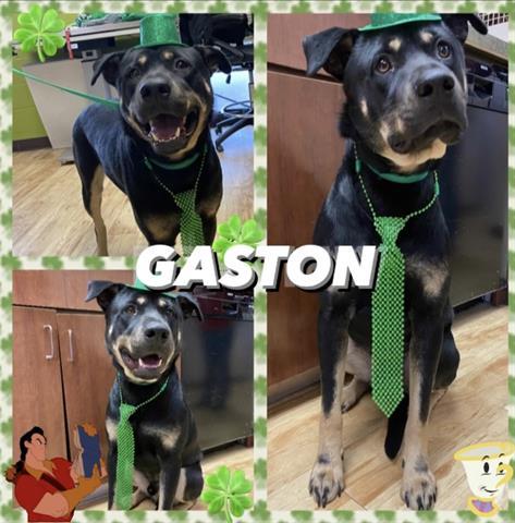 GASTON