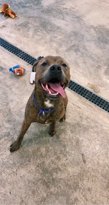 Ranger , an adoptable Pit Bull Terrier in Somerset, PA, 15501 | Photo Image 2