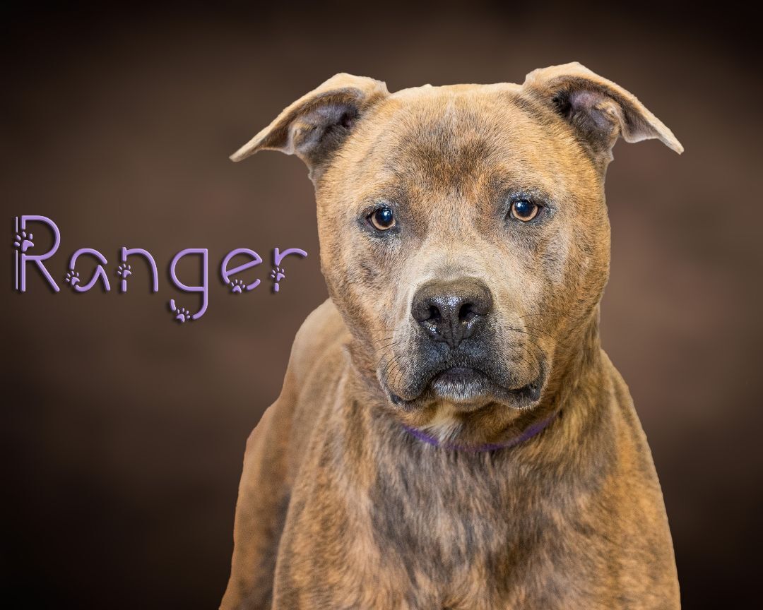 Ranger , an adoptable Pit Bull Terrier in Somerset, PA, 15501 | Photo Image 1